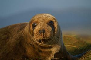 Copyright Claire Newton. All Rights Reserved.